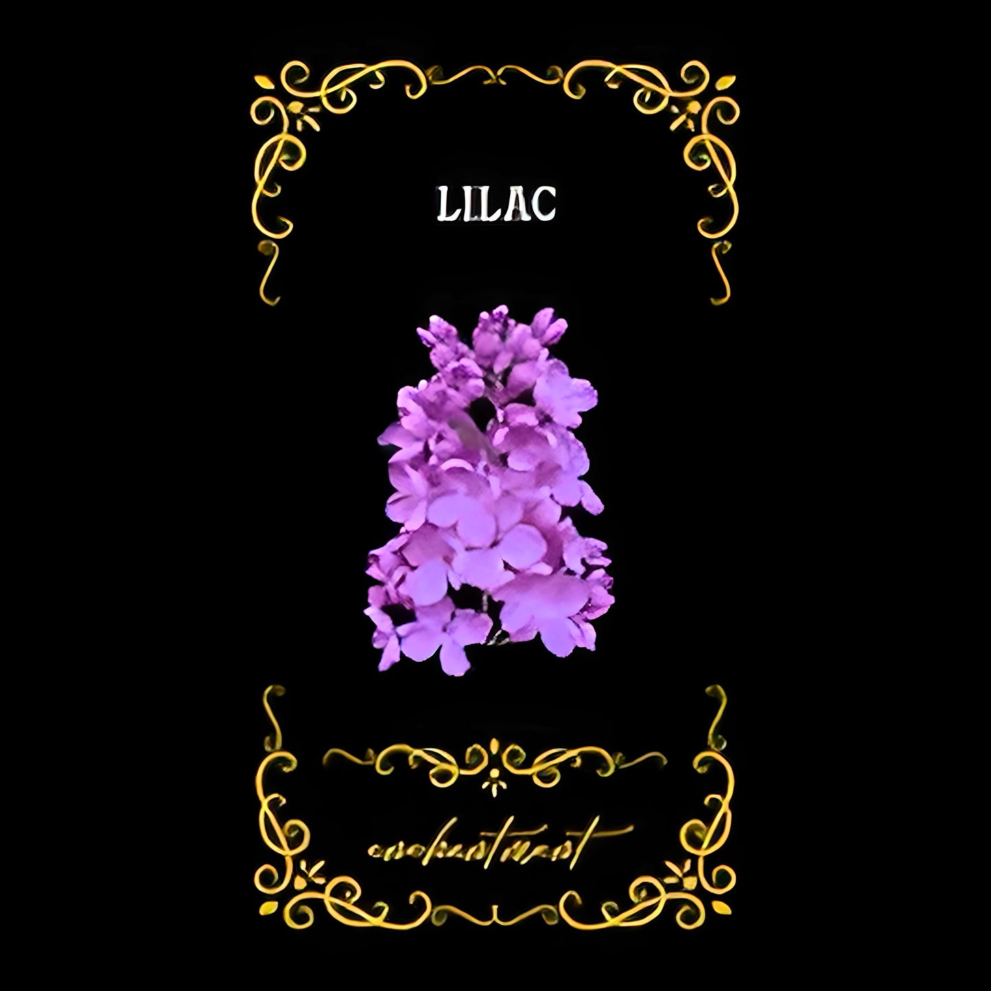 005 - Practical Magic | Inner Witch Oracle 46 Cards Deck