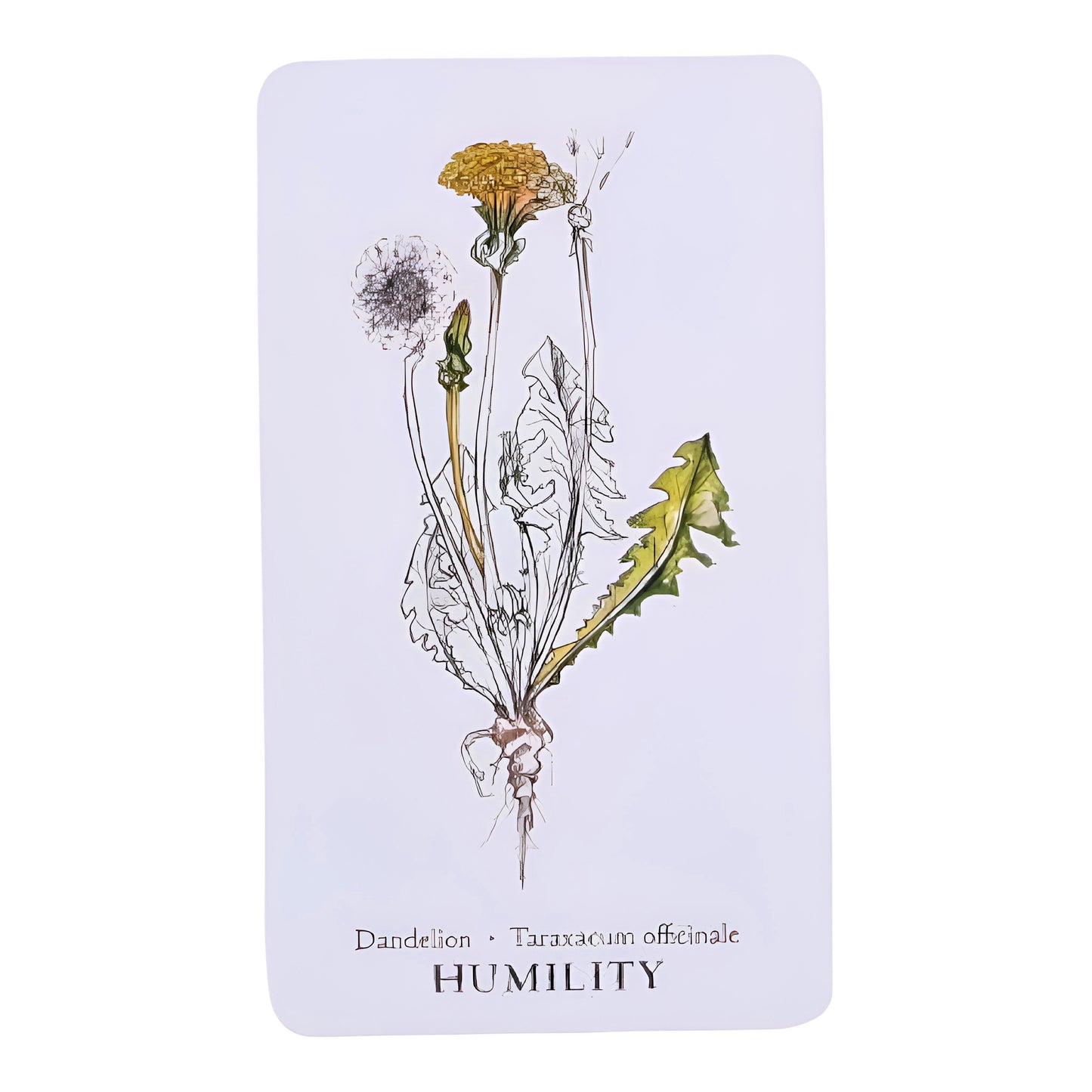 005 - Hedgewitch Botanical Oracle 40 Cards Deck | Wisdom From The Boundary Lands