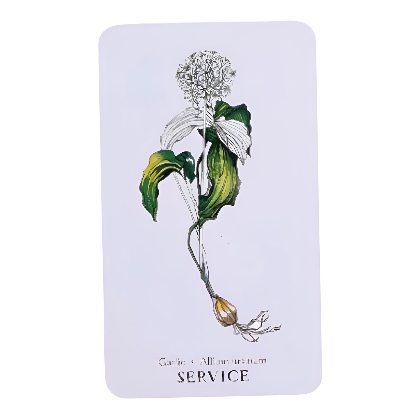 005 - Hedgewitch Botanical Oracle 40 Cards Deck | Wisdom From The Boundary Lands
