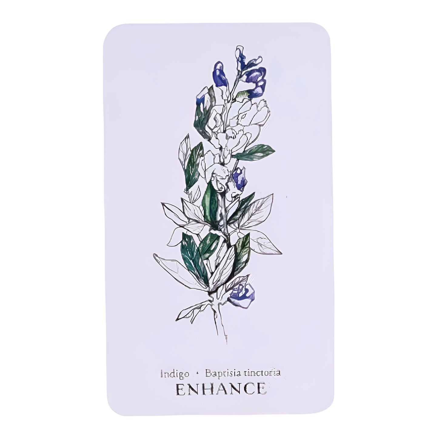 005 - Hedgewitch Botanical Oracle 40 Cards Deck | Wisdom From The Boundary Lands