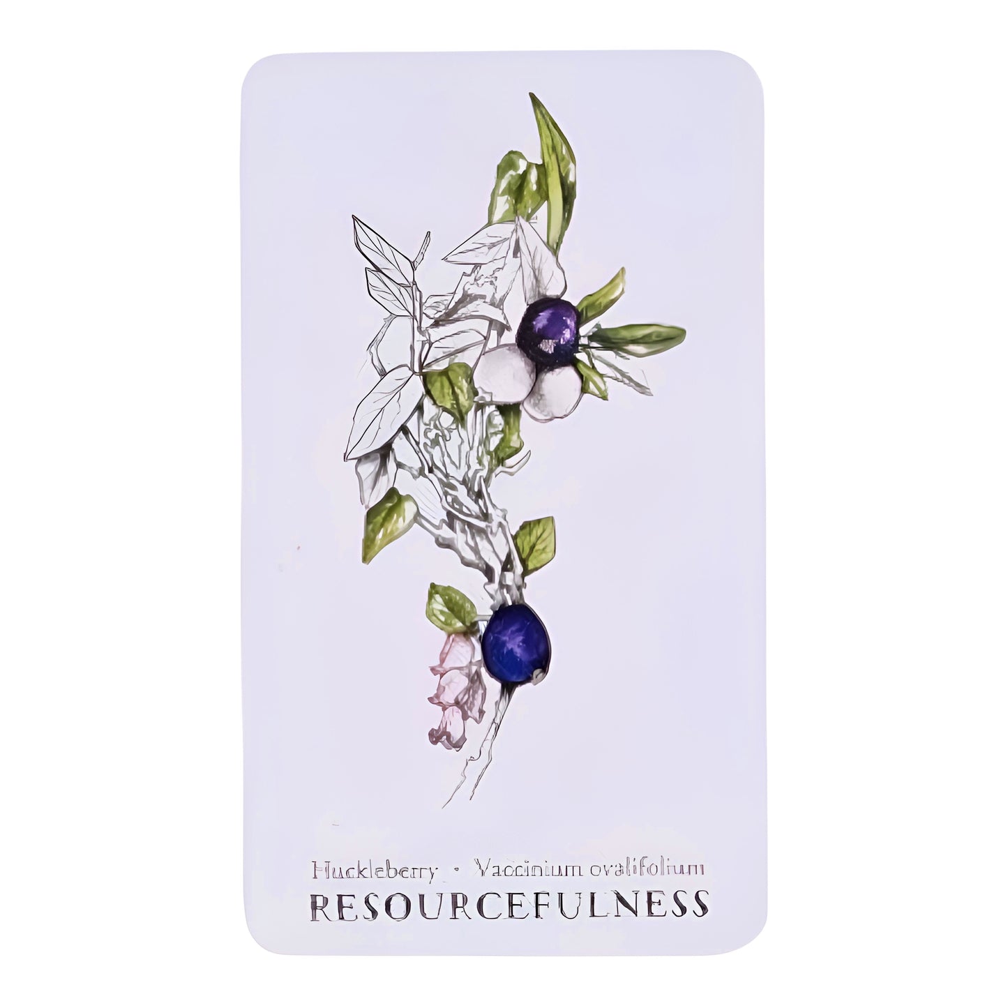 005 - Hedgewitch Botanical Oracle 40 Cards Deck | Wisdom From The Boundary Lands