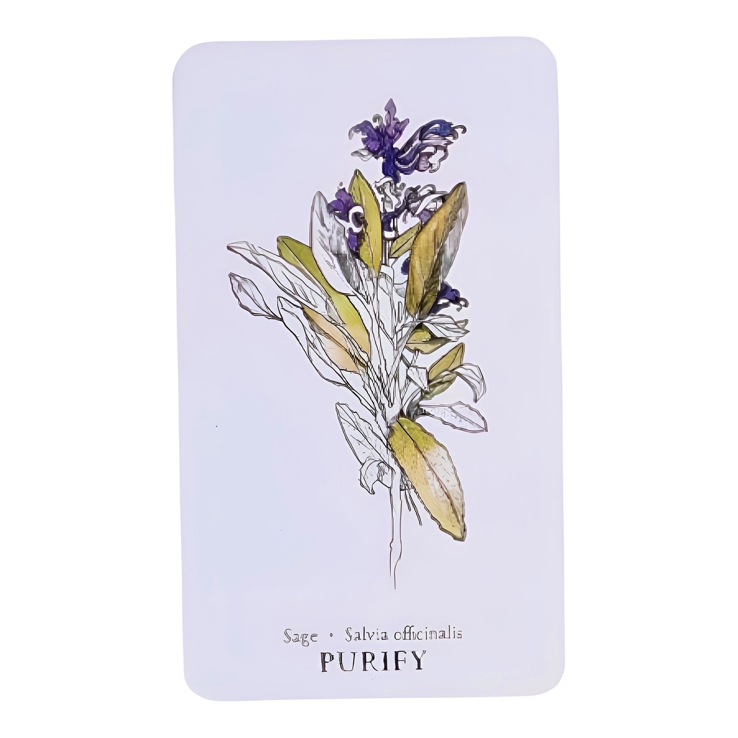 005 - Hedgewitch Botanical Oracle 40 Cards Deck | Wisdom From The Boundary Lands